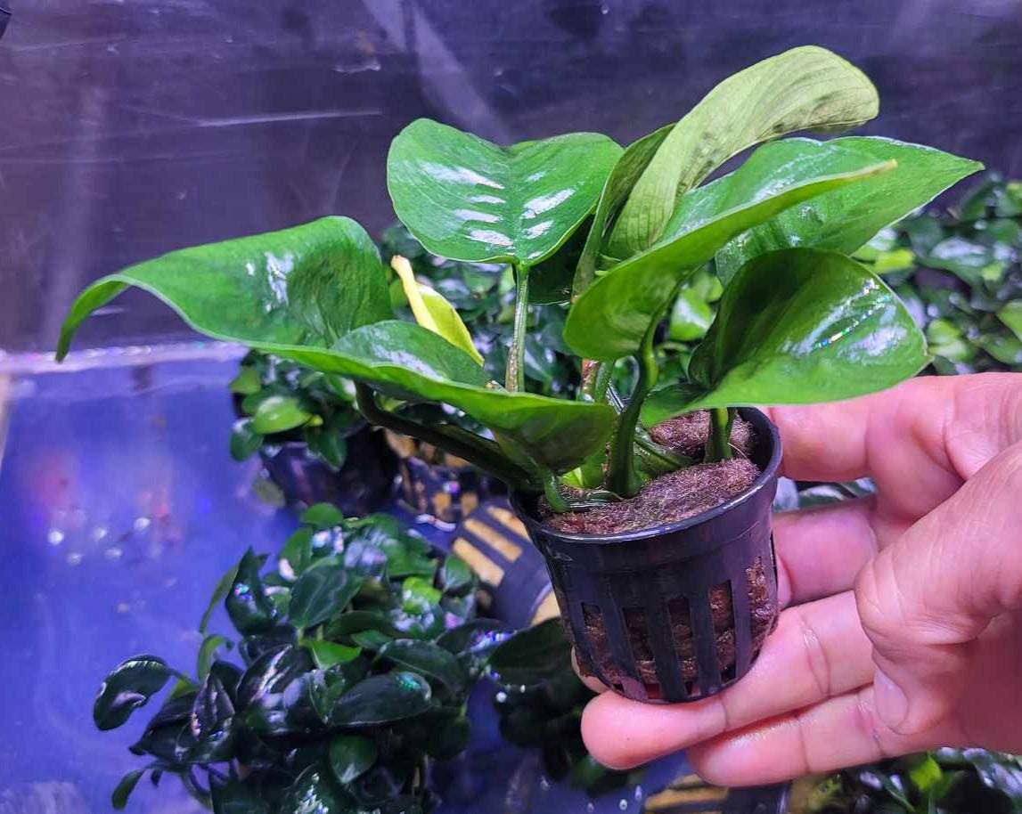 Anubias barteri butterfly