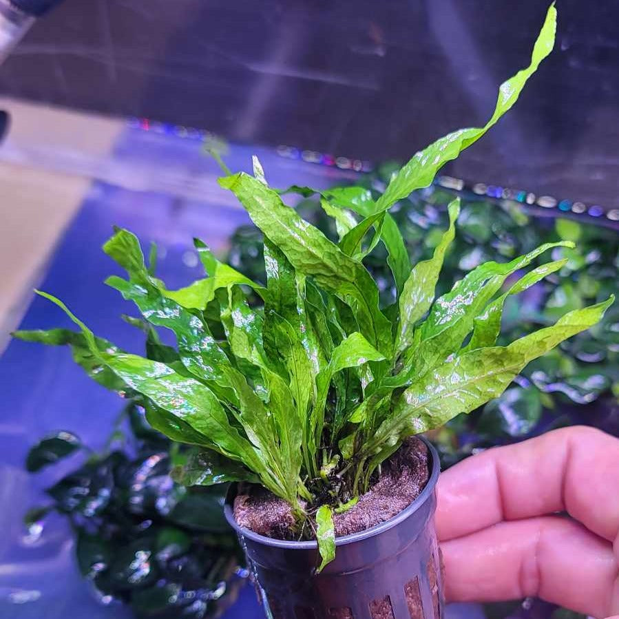 Microsorum pteropus petite