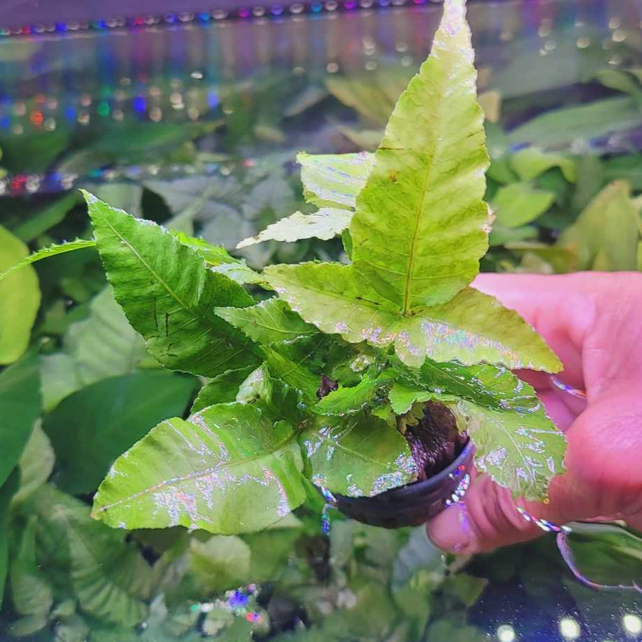 Bolbitis heteroclite asiatica