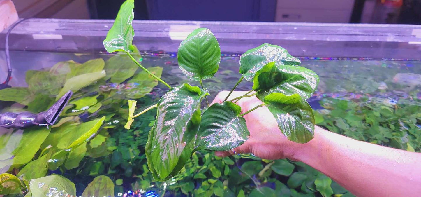 Anubias Barteri Wrinkle Leaf