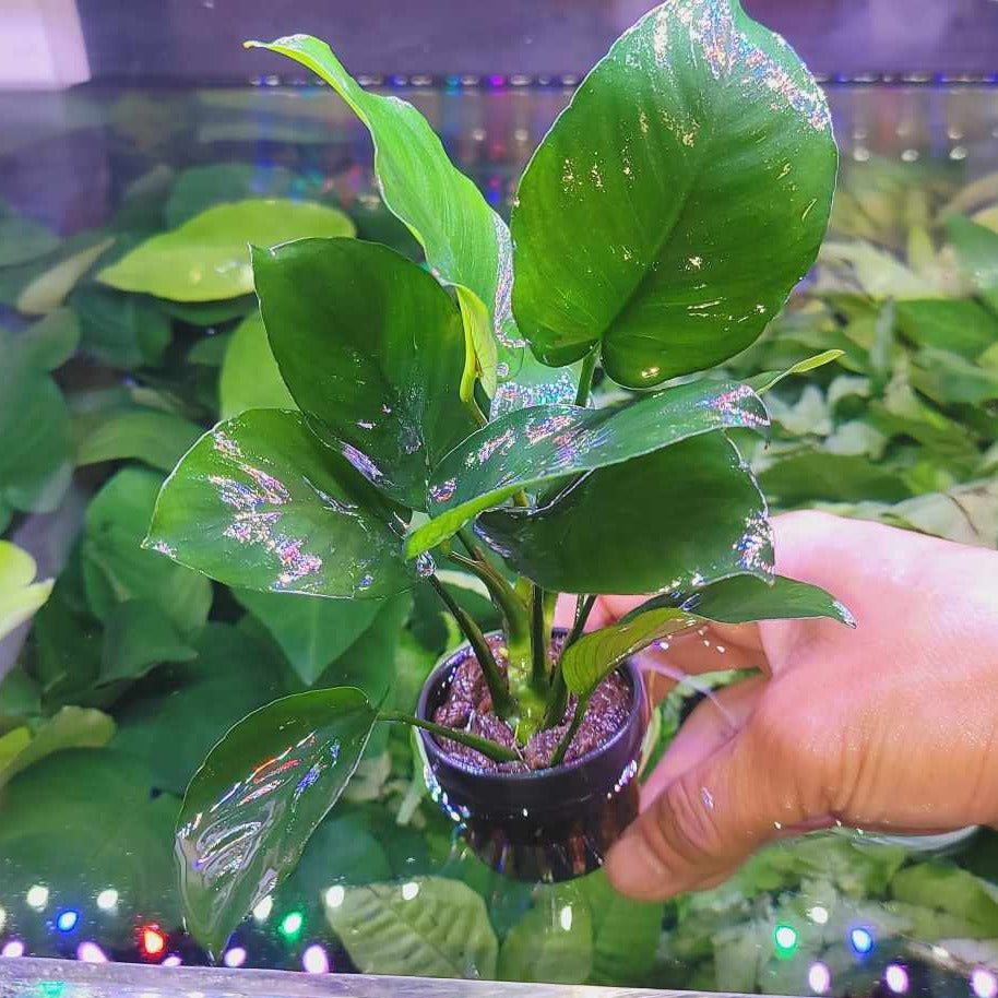 Anubias Barteri Braoad Leaf
