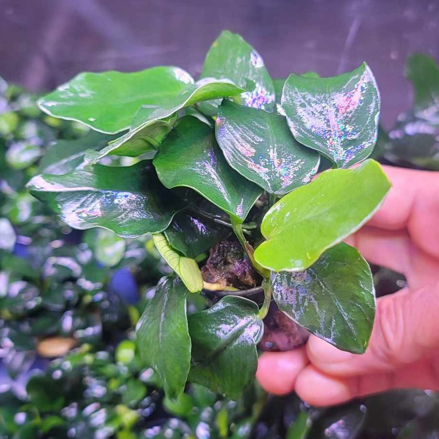 Anubias barteri var nana fatty / thick leaf