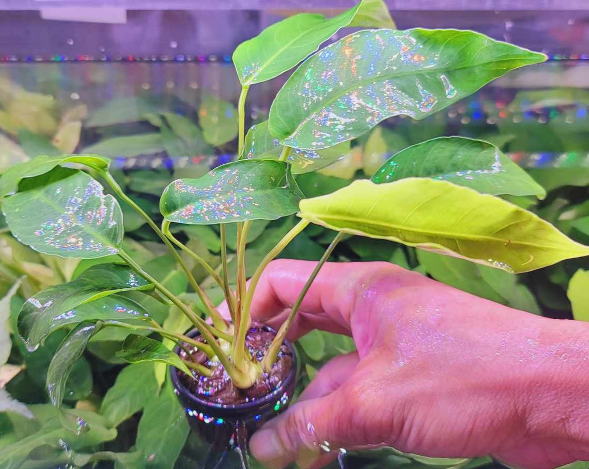 Anubias barteri short and sharp