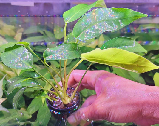 Anubias barteri short and sharp