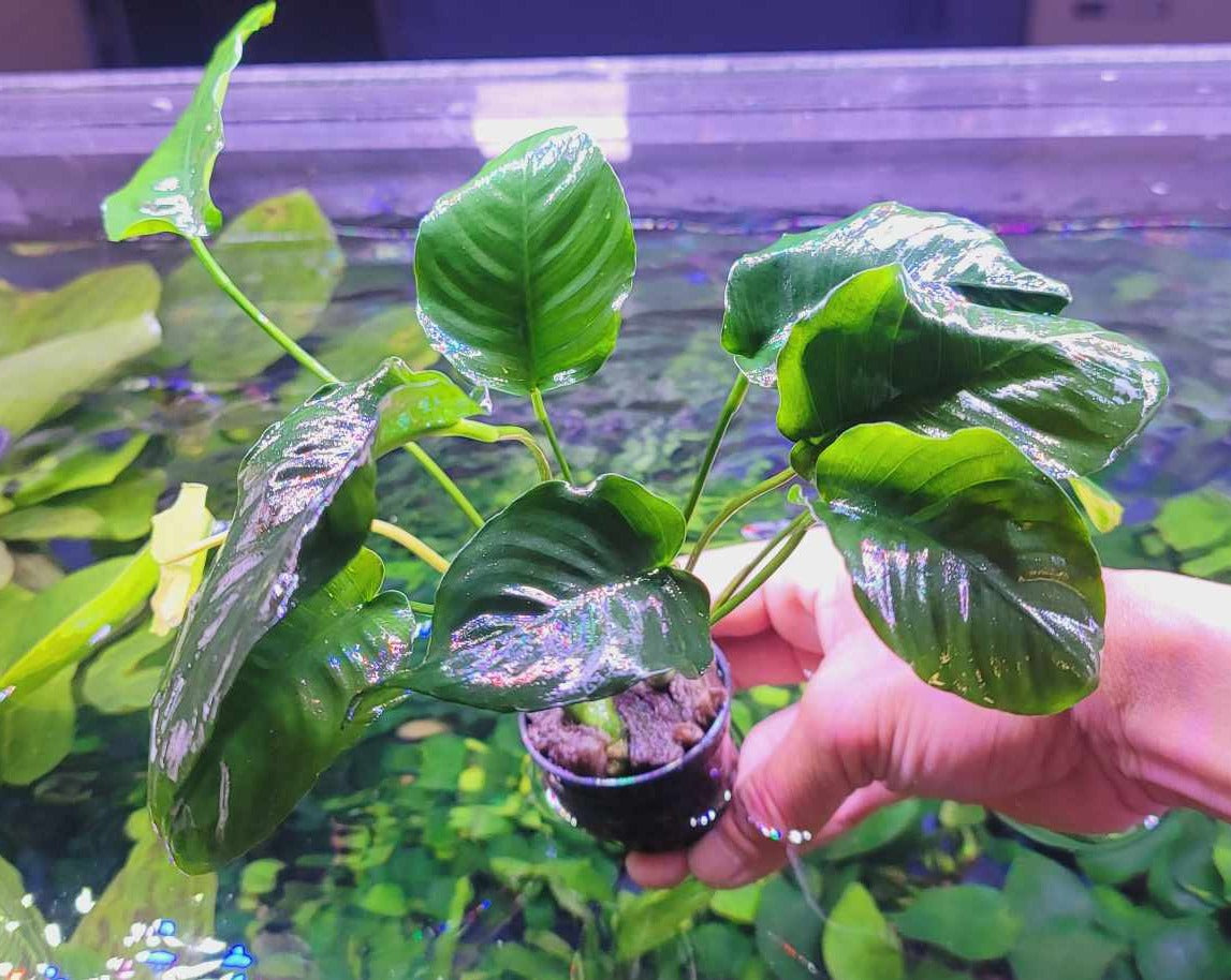 Anubias barteri