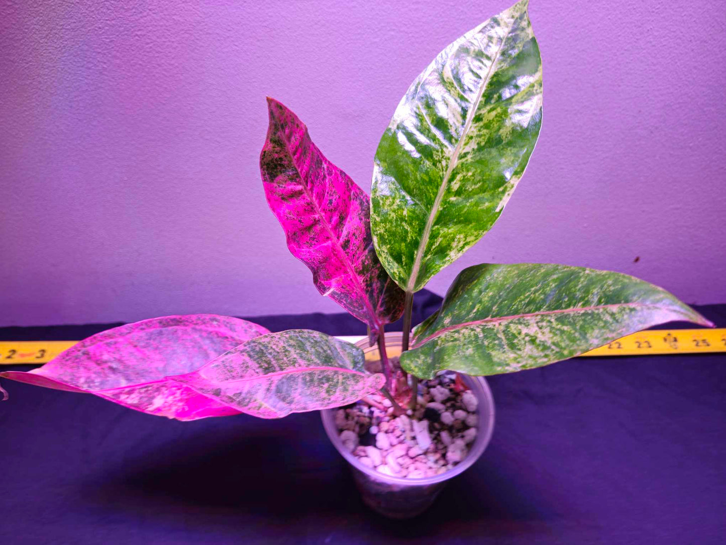 Anthurium Paramruay Marble Pink Red