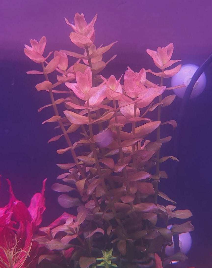 Bacopa caroliniana 'Colorata'