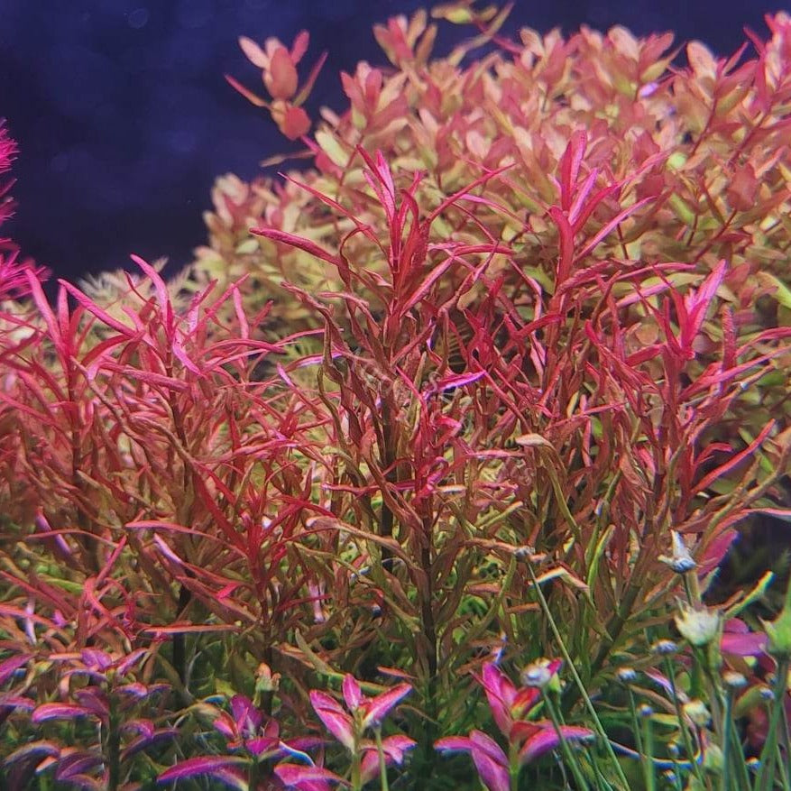 Cuphea utriculosa "Red Cross"