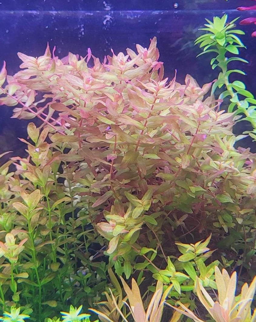 Rotala Macanda Green