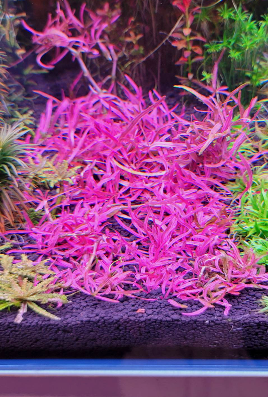 Hygrophila sp. 'Chai'