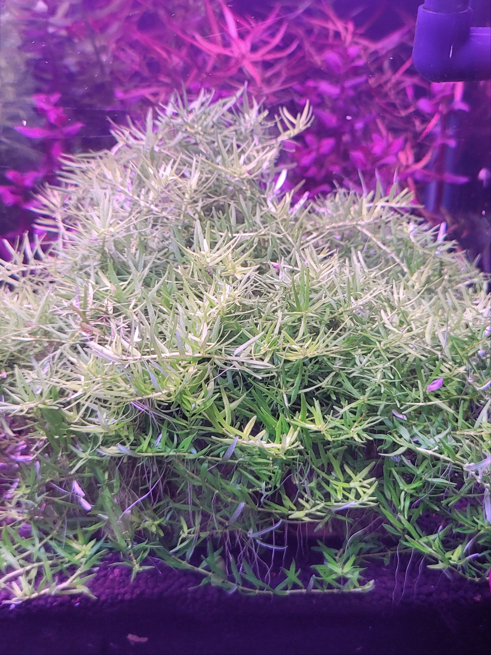 Rotala sp. green