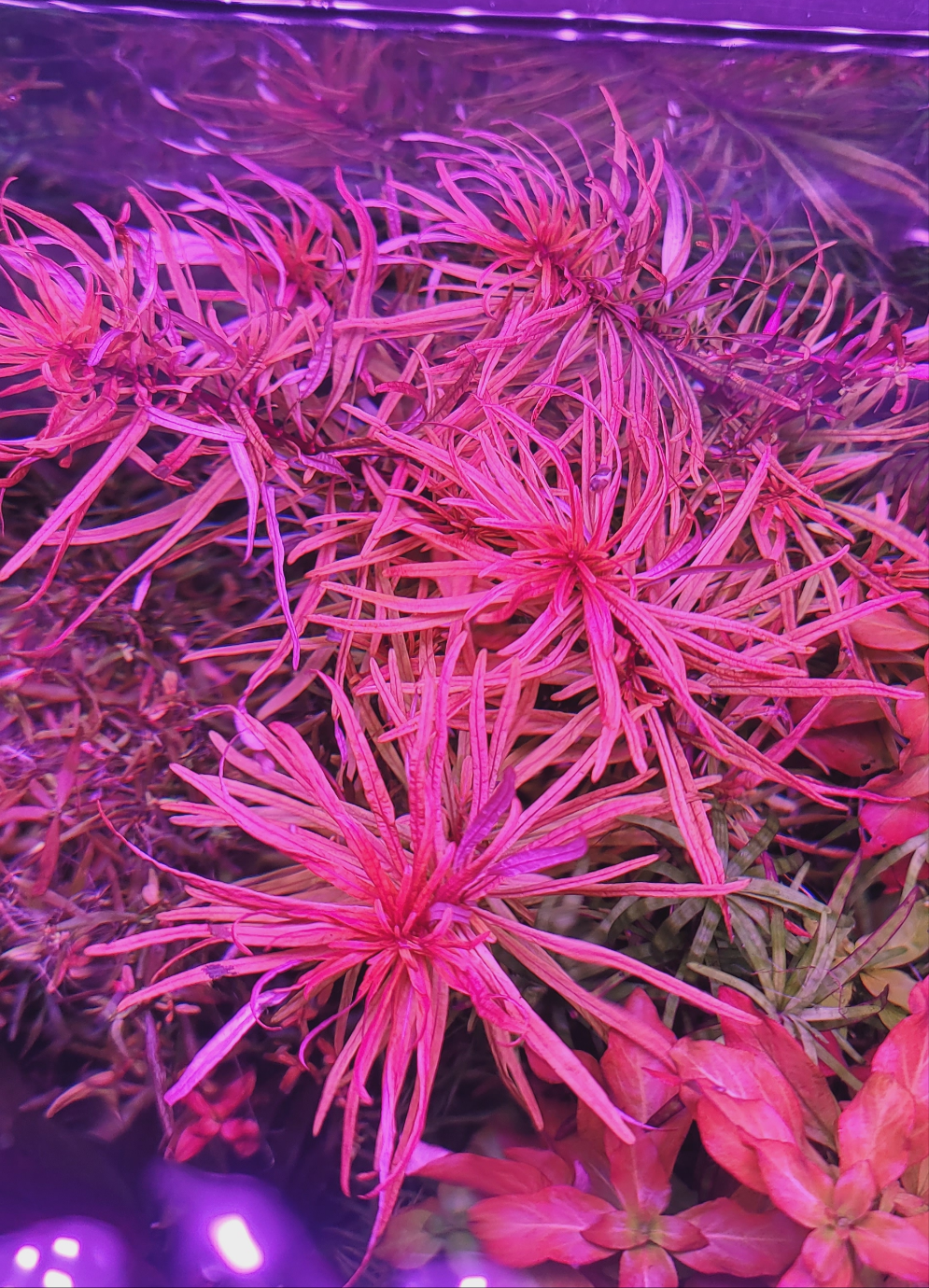 Ludwigia Inclinata Cuba