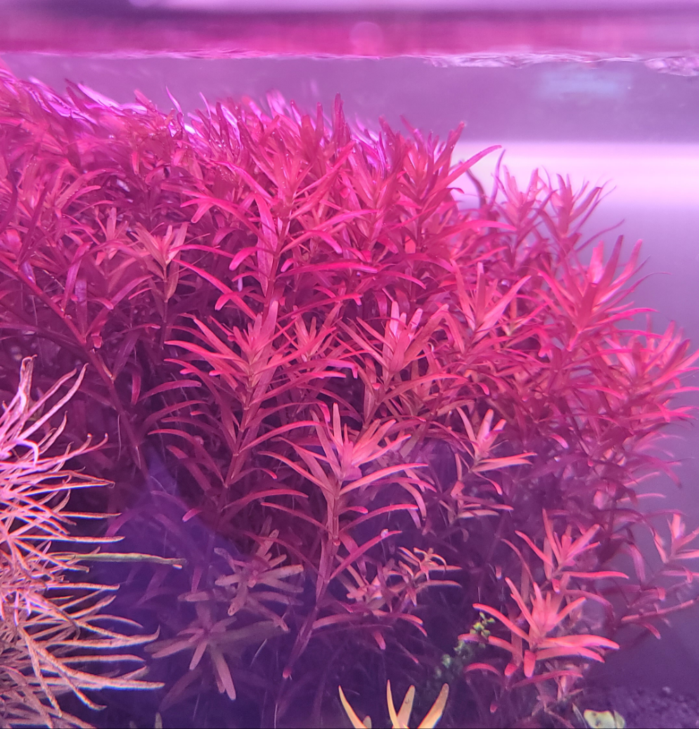Rotala Singapore Blood Red