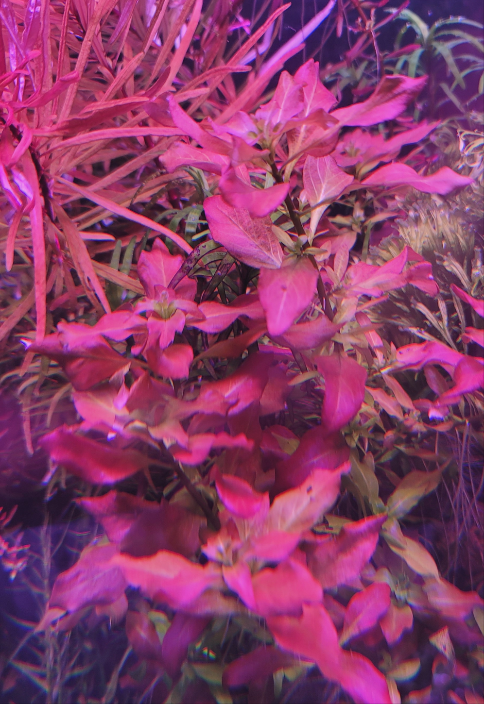 Ludwigia Glandulusa Peruensis var. Diamond