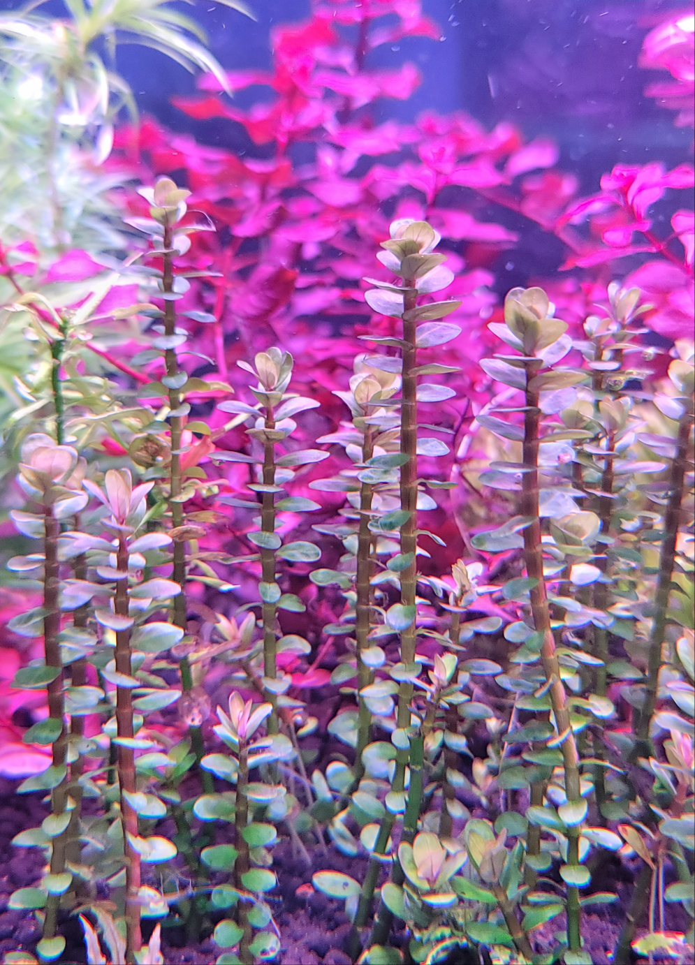 Rotala indica (Bonsai)