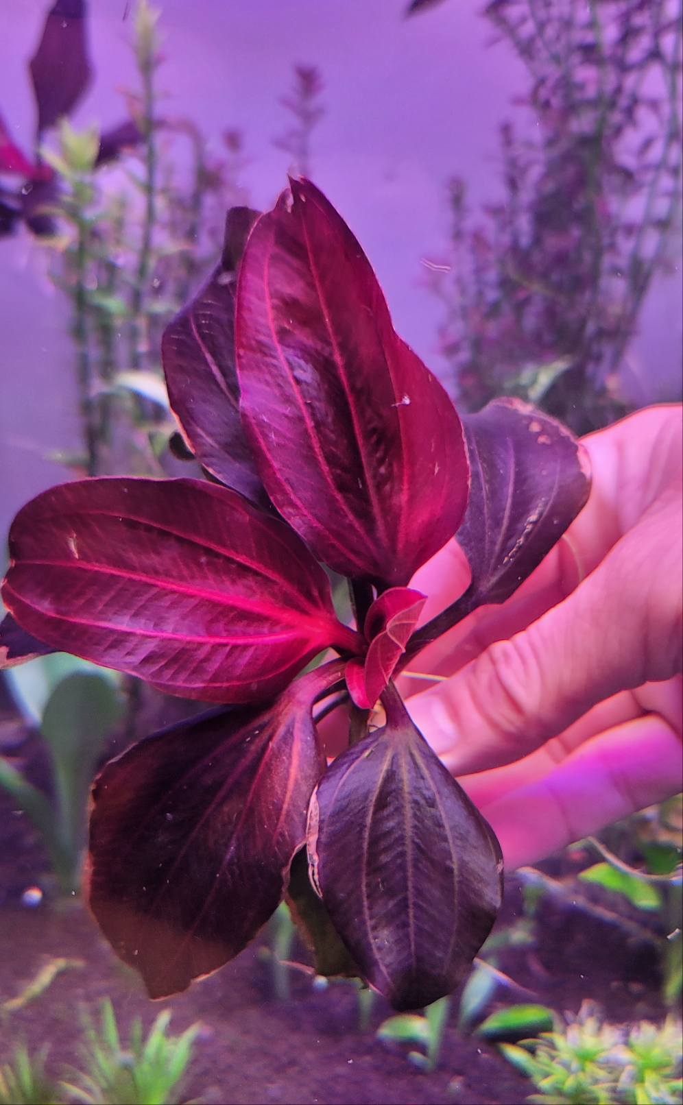 Iguazu 2009 red (RARE) (Copy)