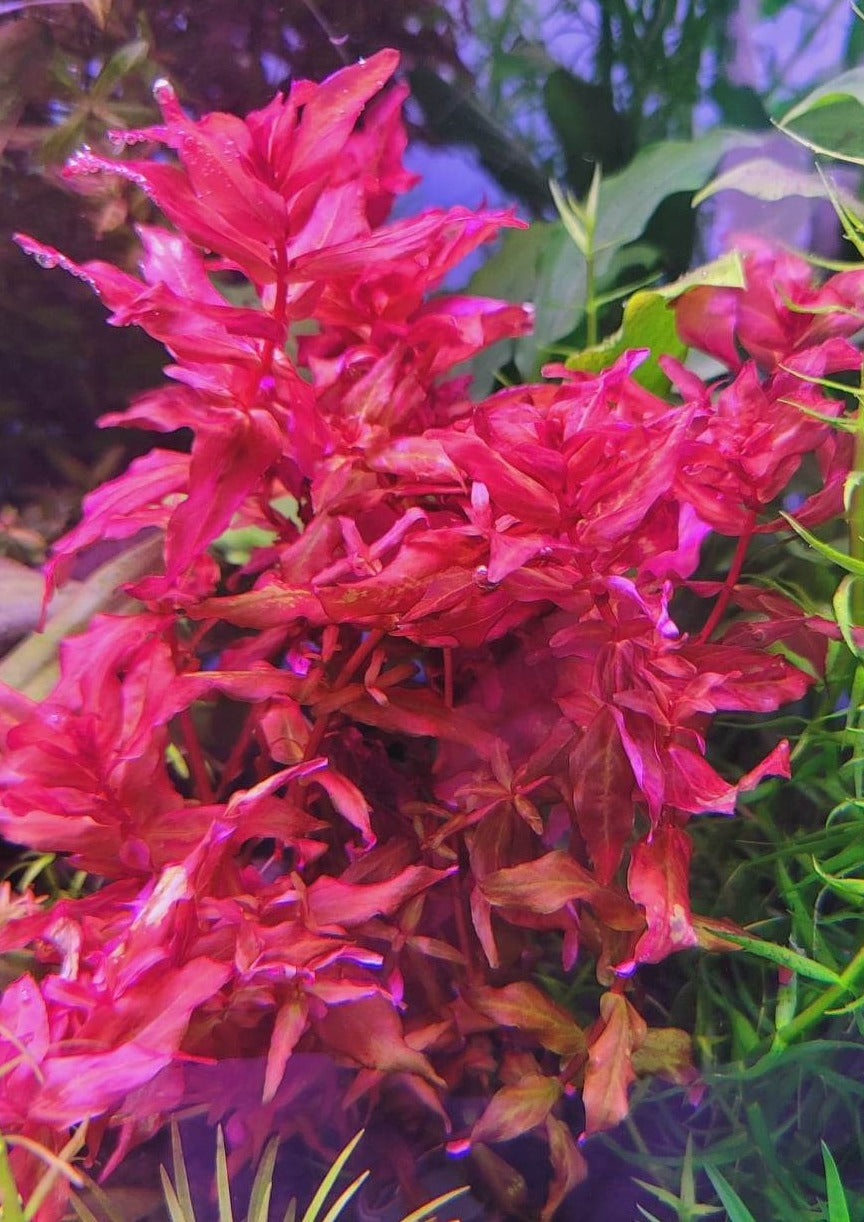 Rotala Macrandra 'Rose'