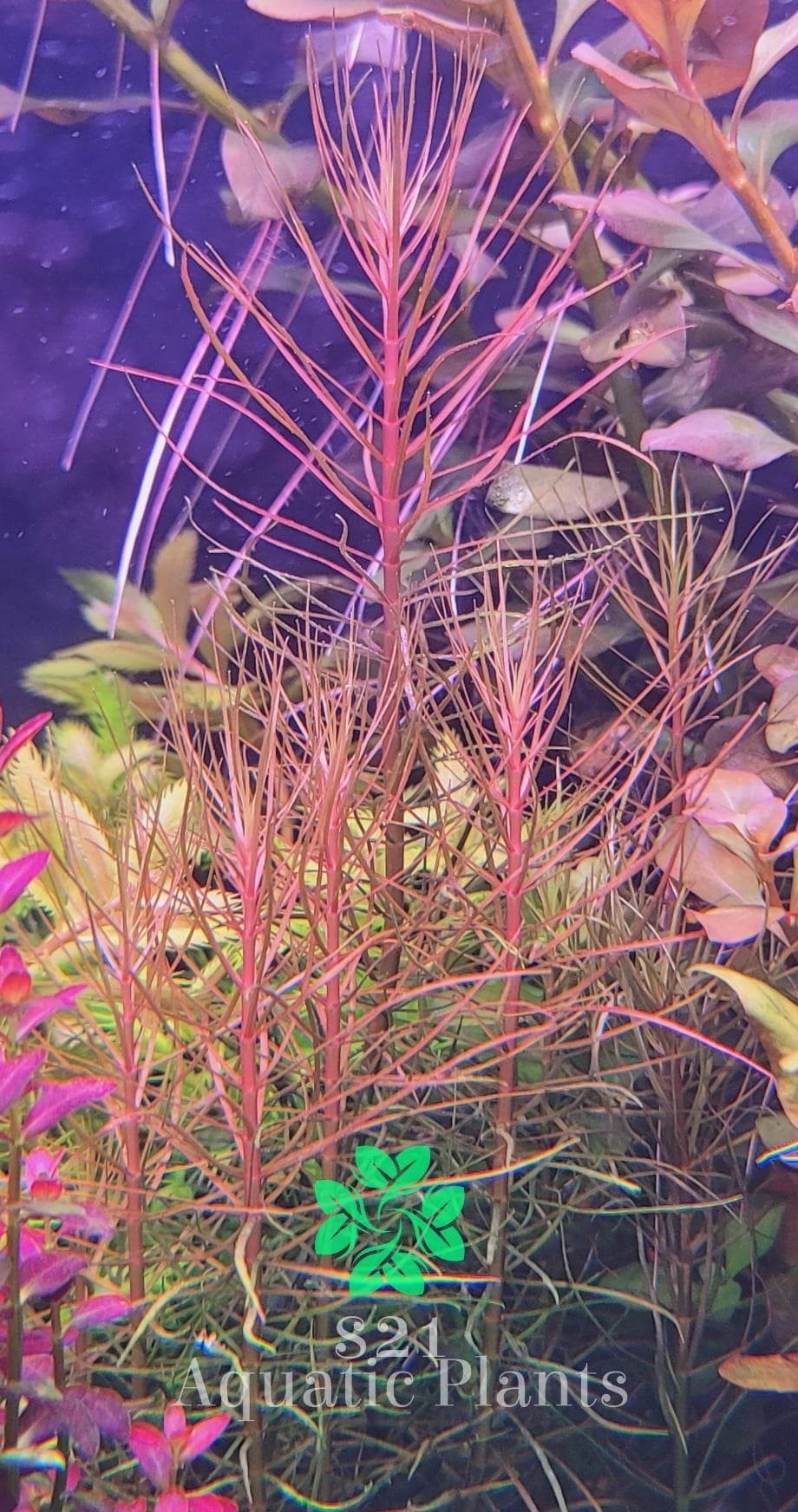 Sclerolepis uniflora