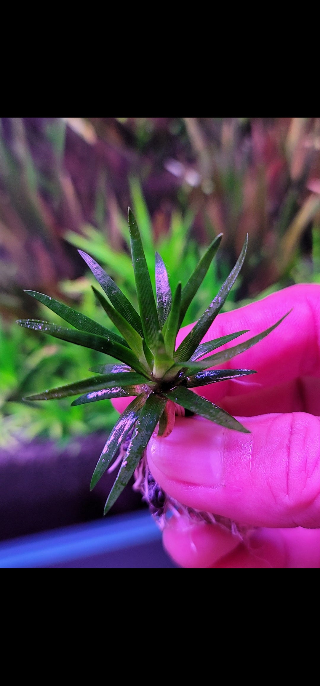 Eriocaulon Truncatum (RARE)