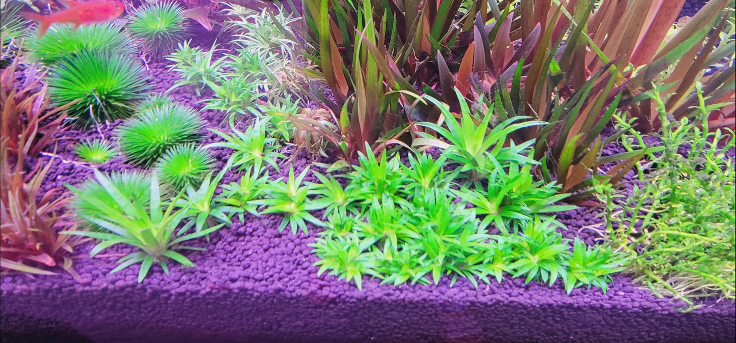 Eriocaulon Truncatum (RARE)