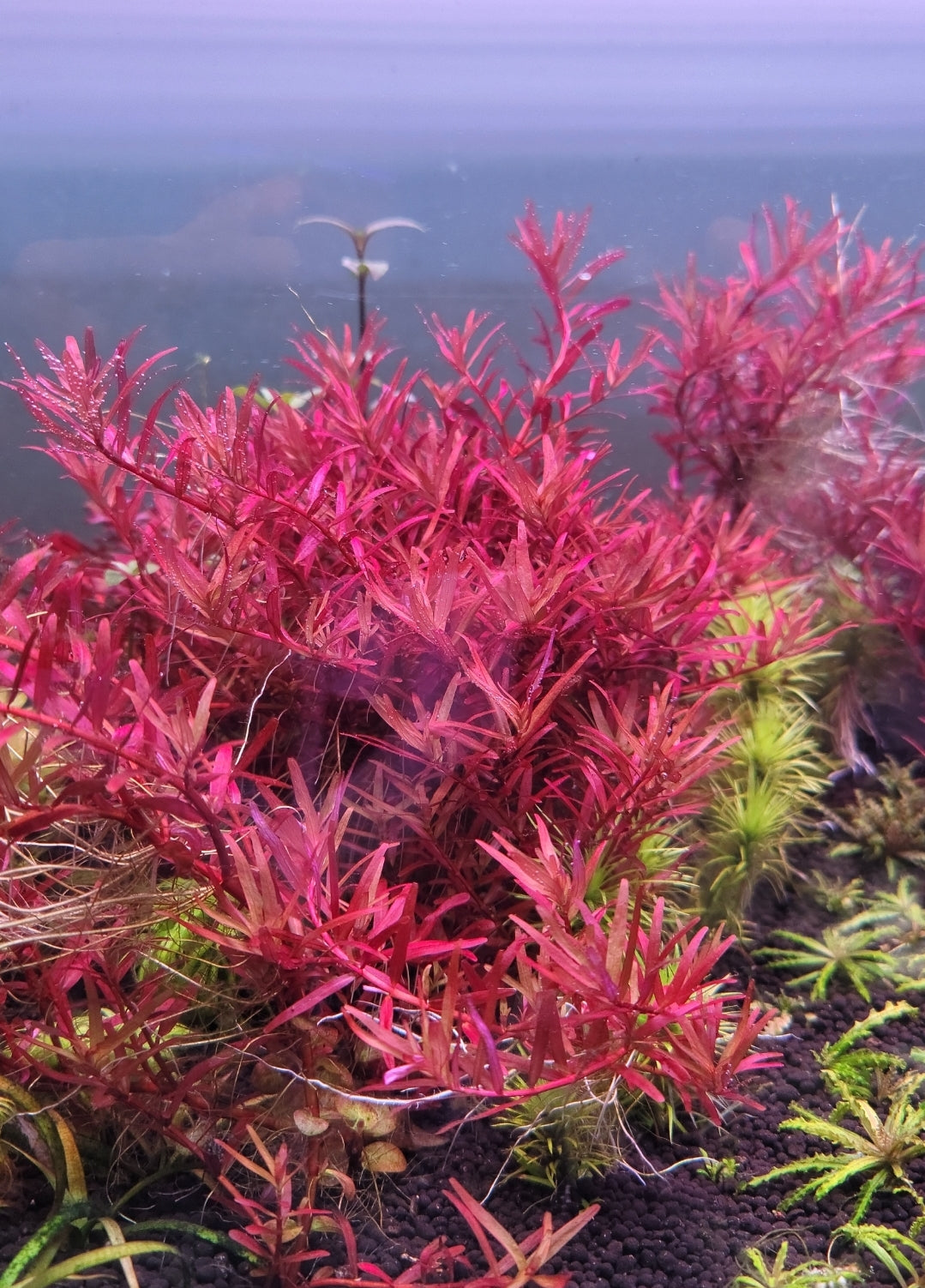 Rotala Singapore Blood Red