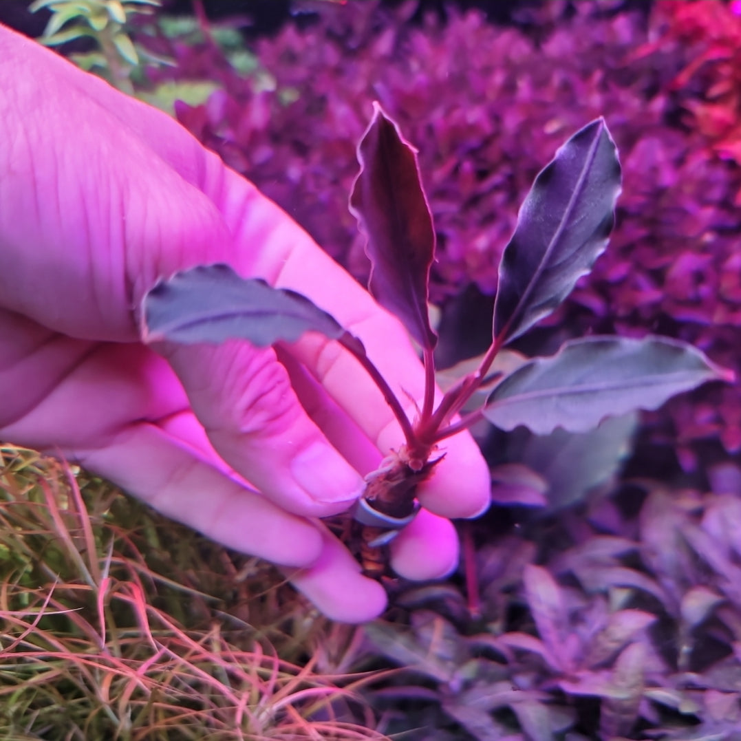 Bucephalandra Dark Afica