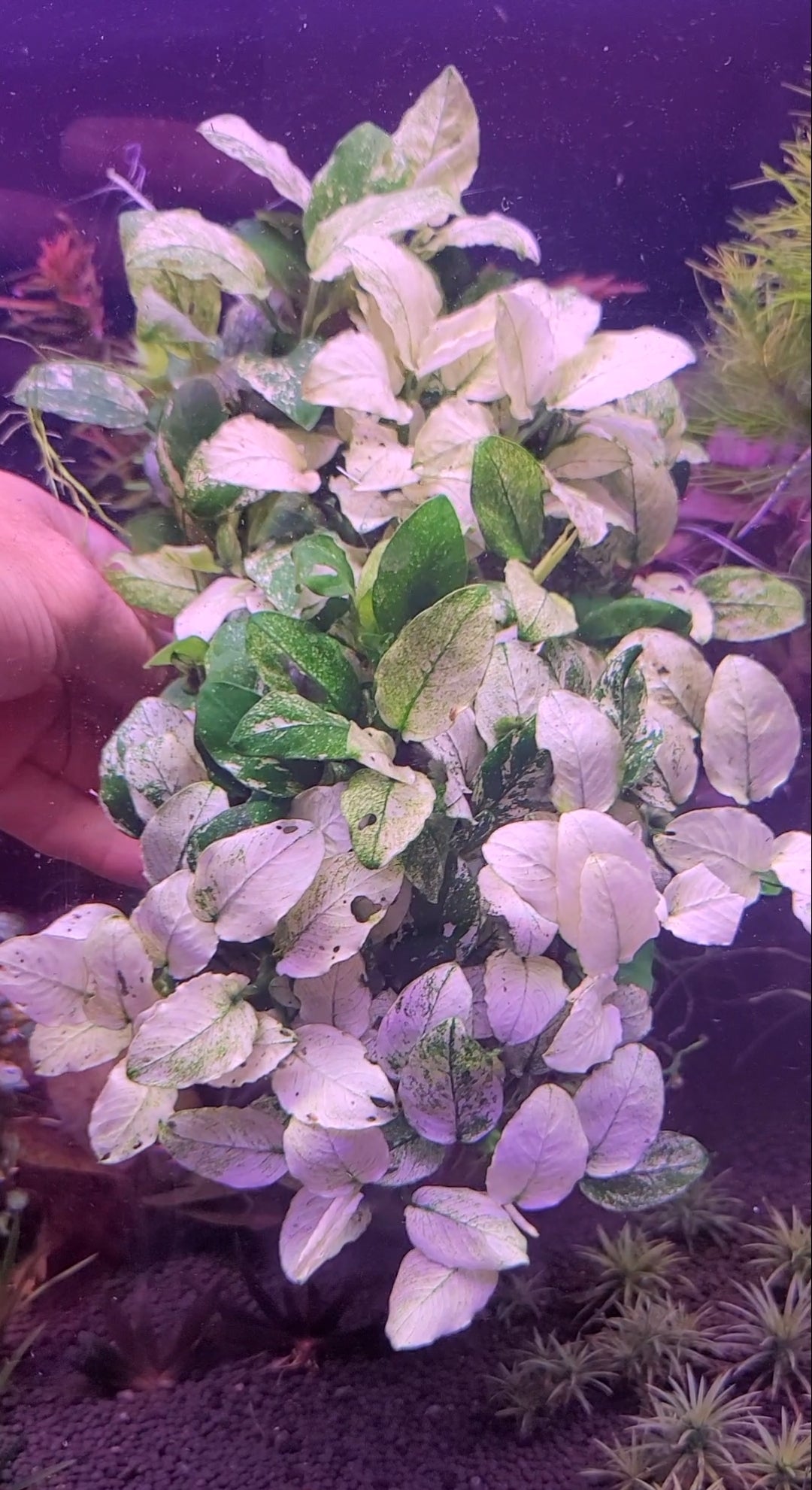 Anubias Pinto
