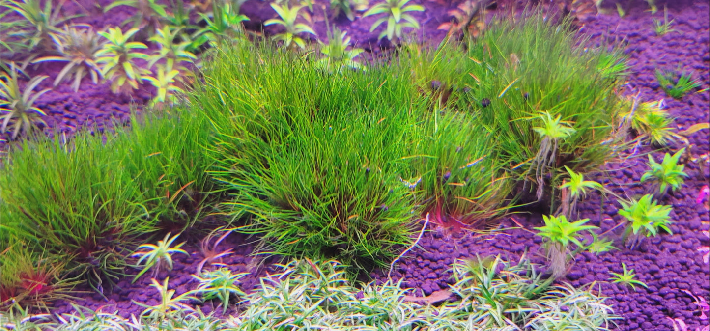 Centrolepis drummondiana (Eriocaulon Blood Vomit)