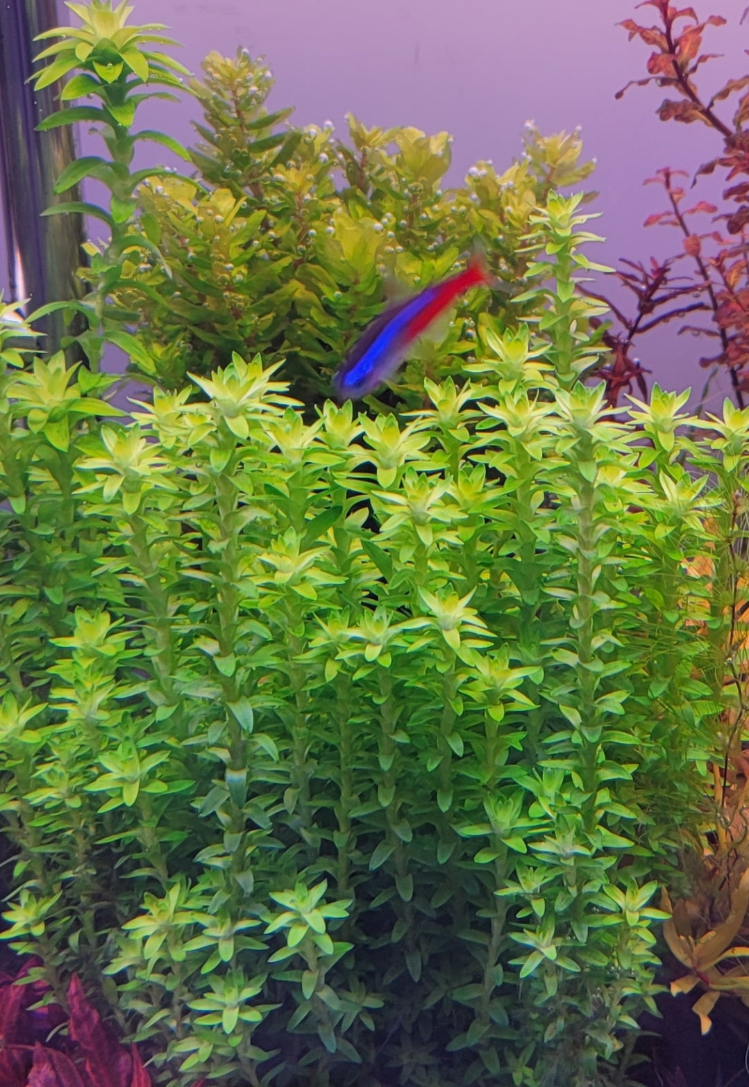 Tonina fluviatilis 'Lotus Blossom'