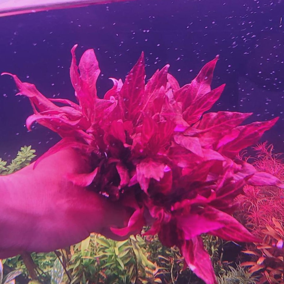 Alternanthera reineckii Variegated