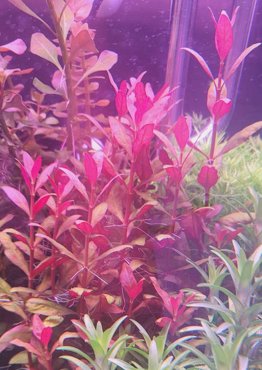 Alternanthera Reineckii var. Roseafolia