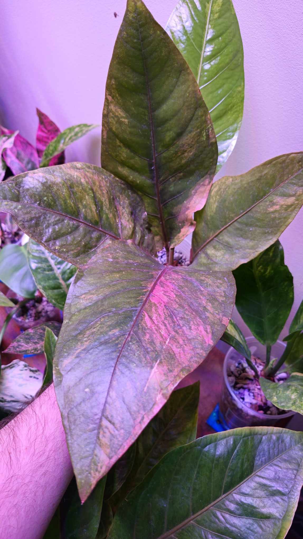 anthurium and red aglaonema Anthurium Paramruay Red Bronze
