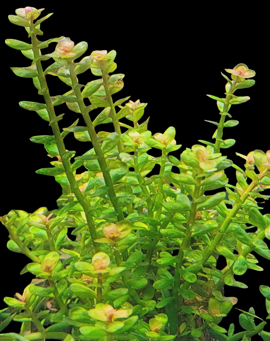 Rotala indica (Bonsai)