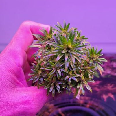 Syngonanthus sp. La Lindosa