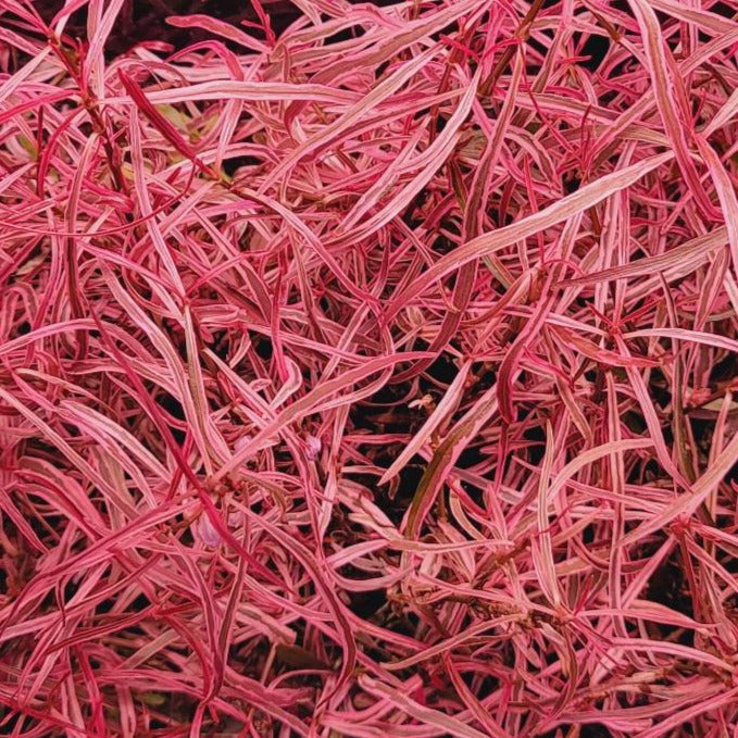 Hygrophila sp. 'Chai'