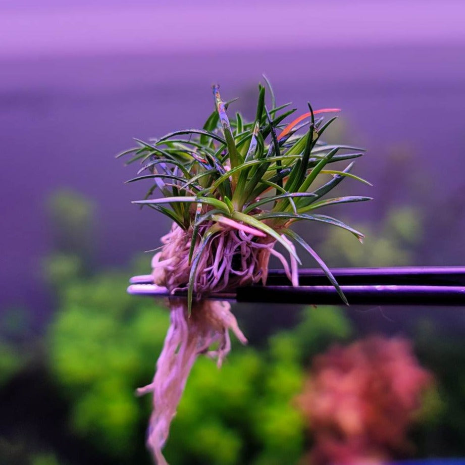 Eriocaulon sp. Sulawesi
