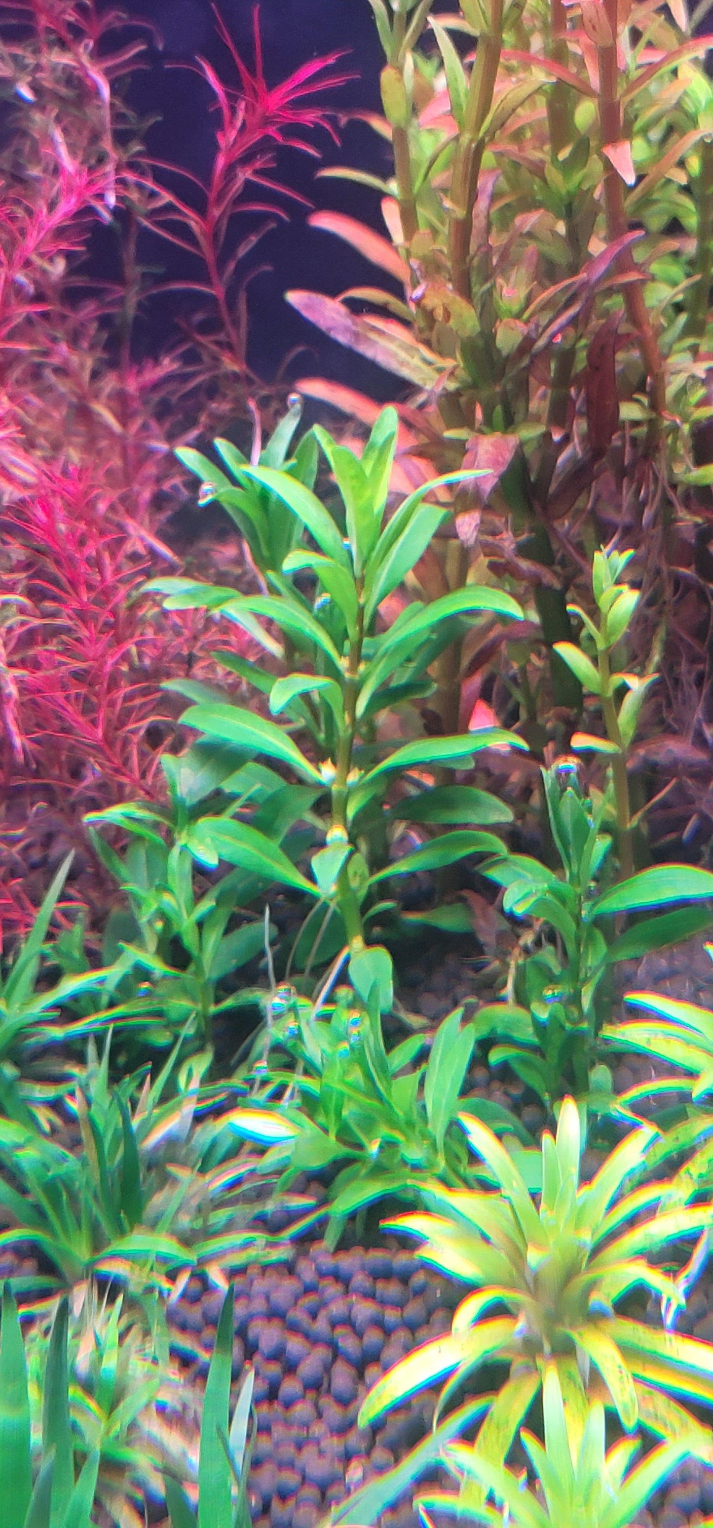 Rotala ramosoir green