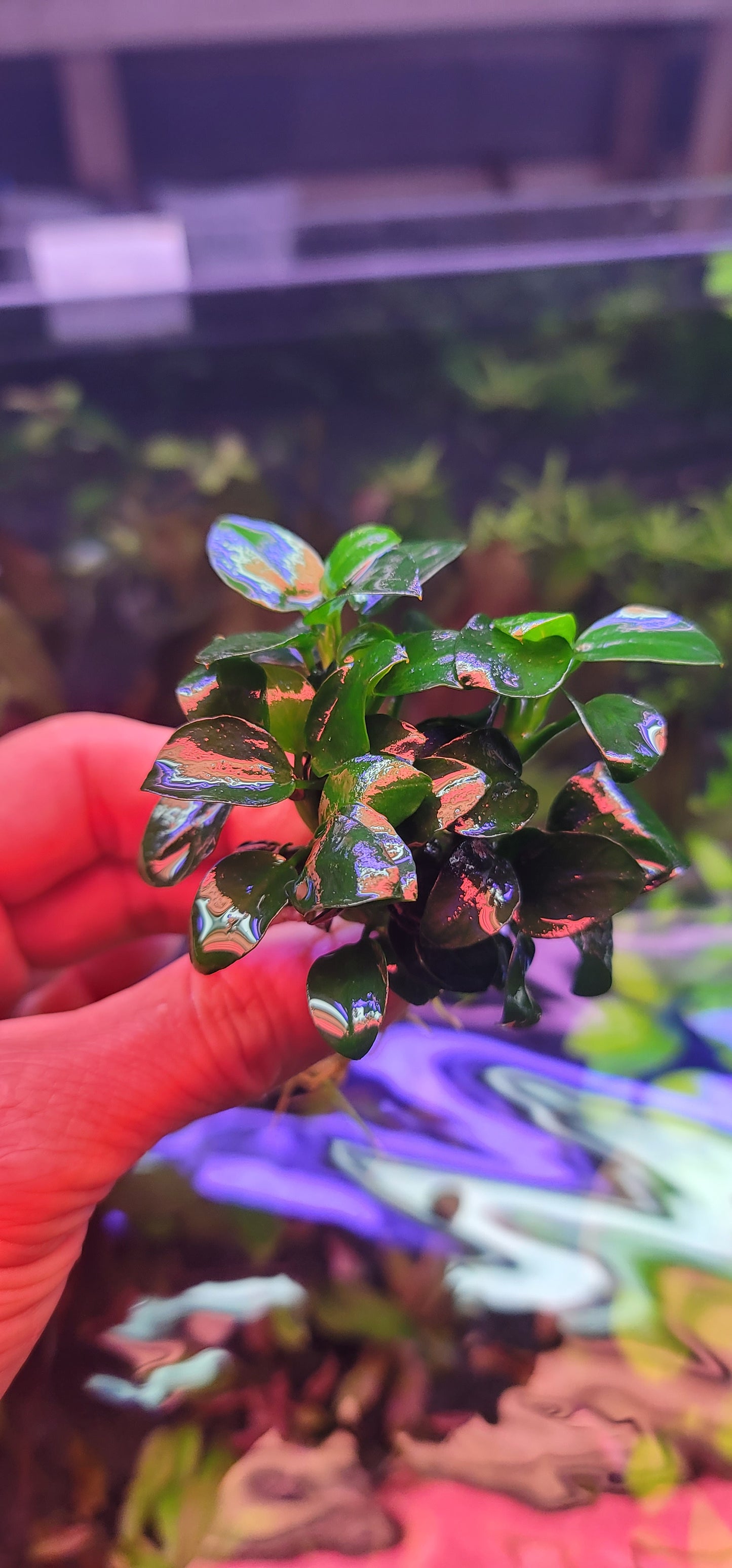 Anubias barteri var nana petite Potted