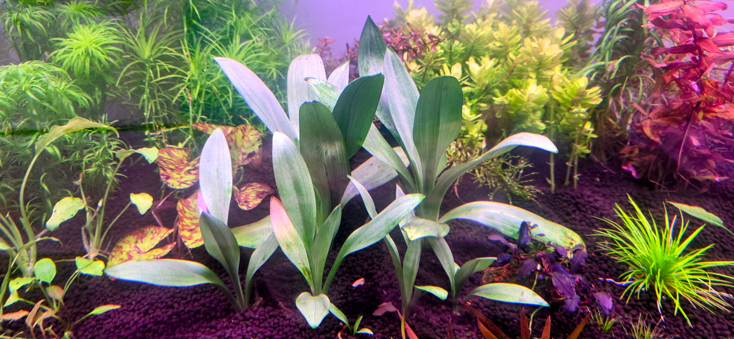 Spiranthes Odorata (water orchids)