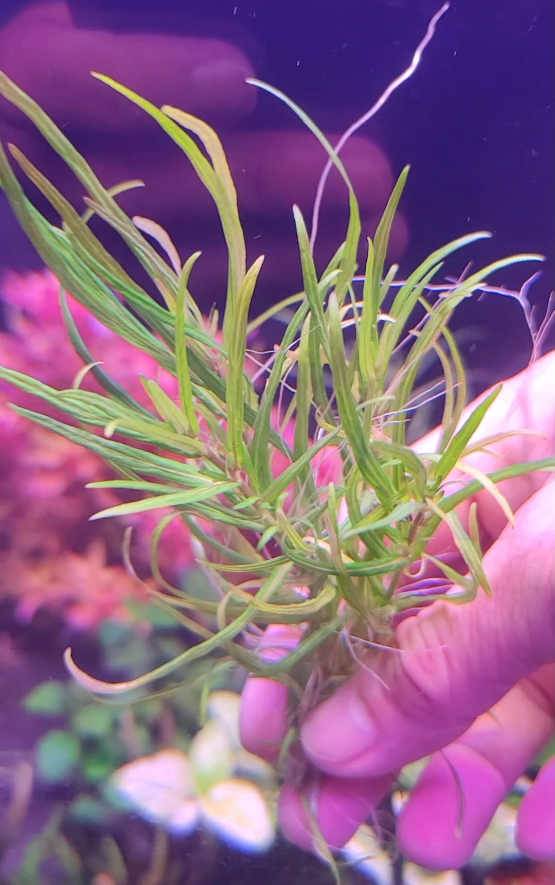 Staurogyne Stolonifera