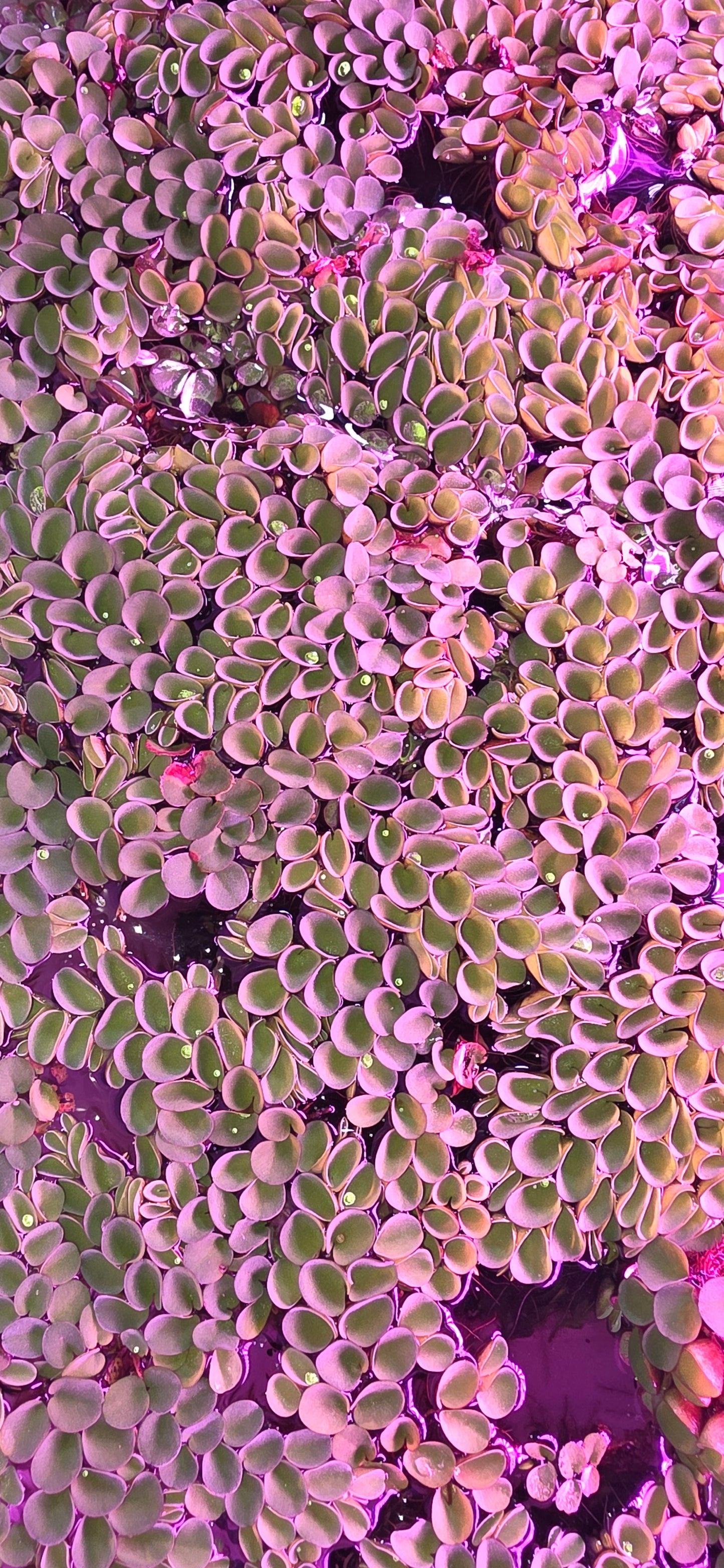 Salvania Cucullata Floating Plant