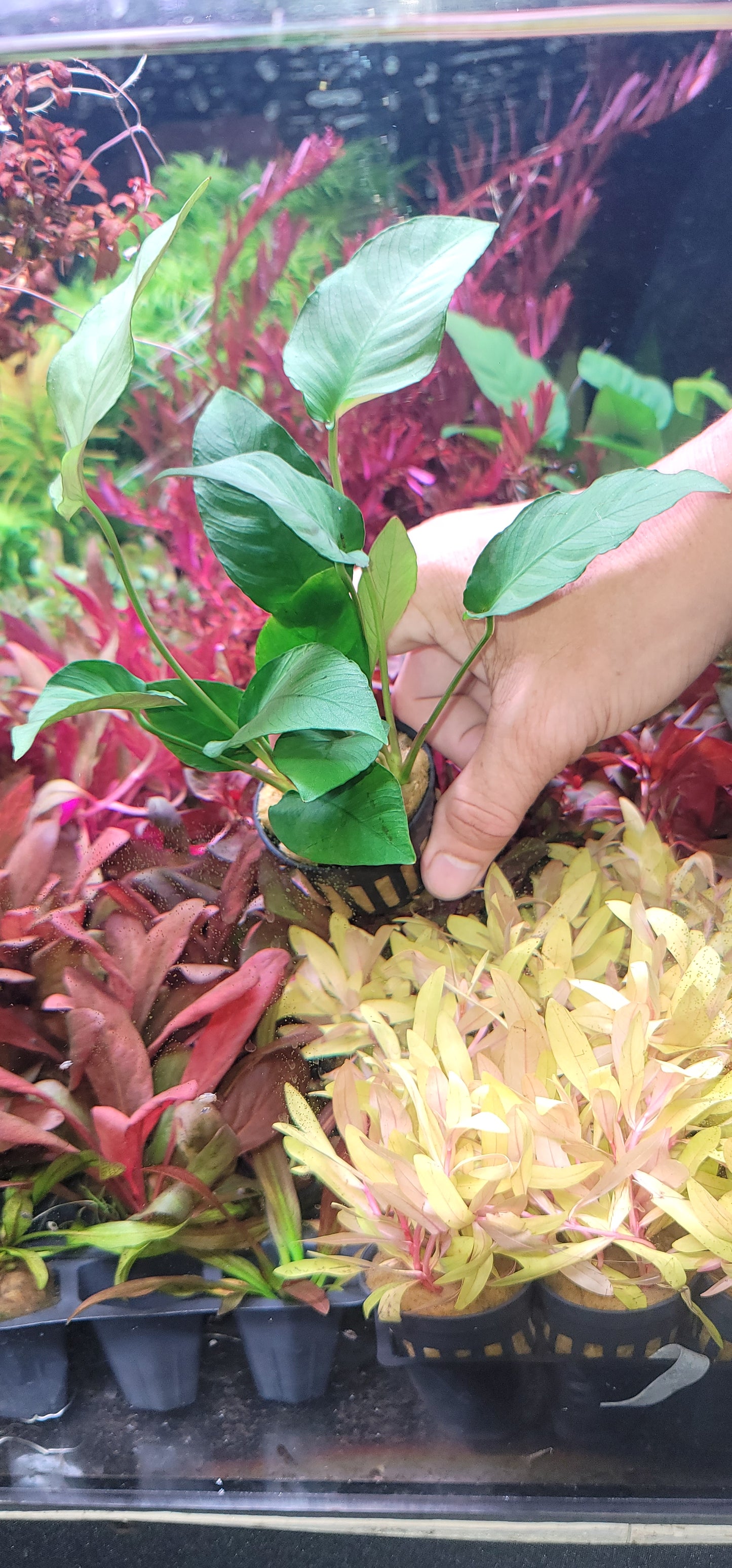 Anubias Barteri Striped