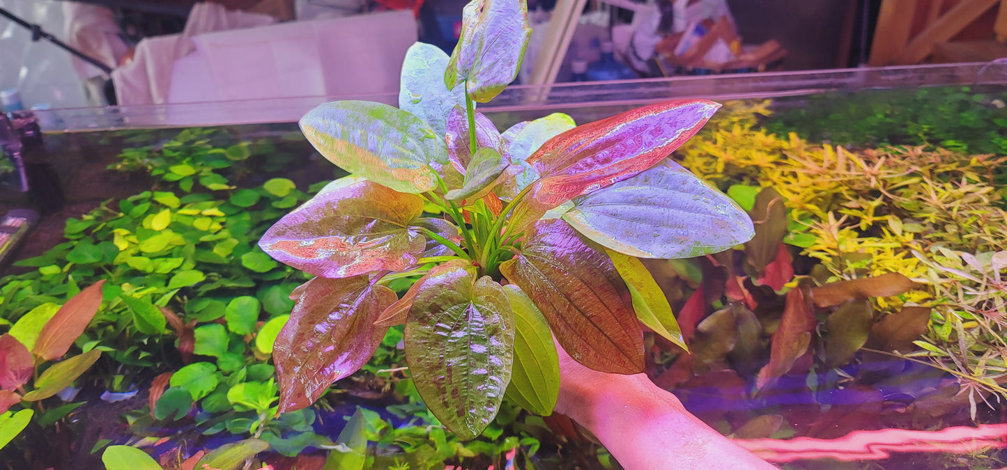 Echinodorus Chocolate Marble