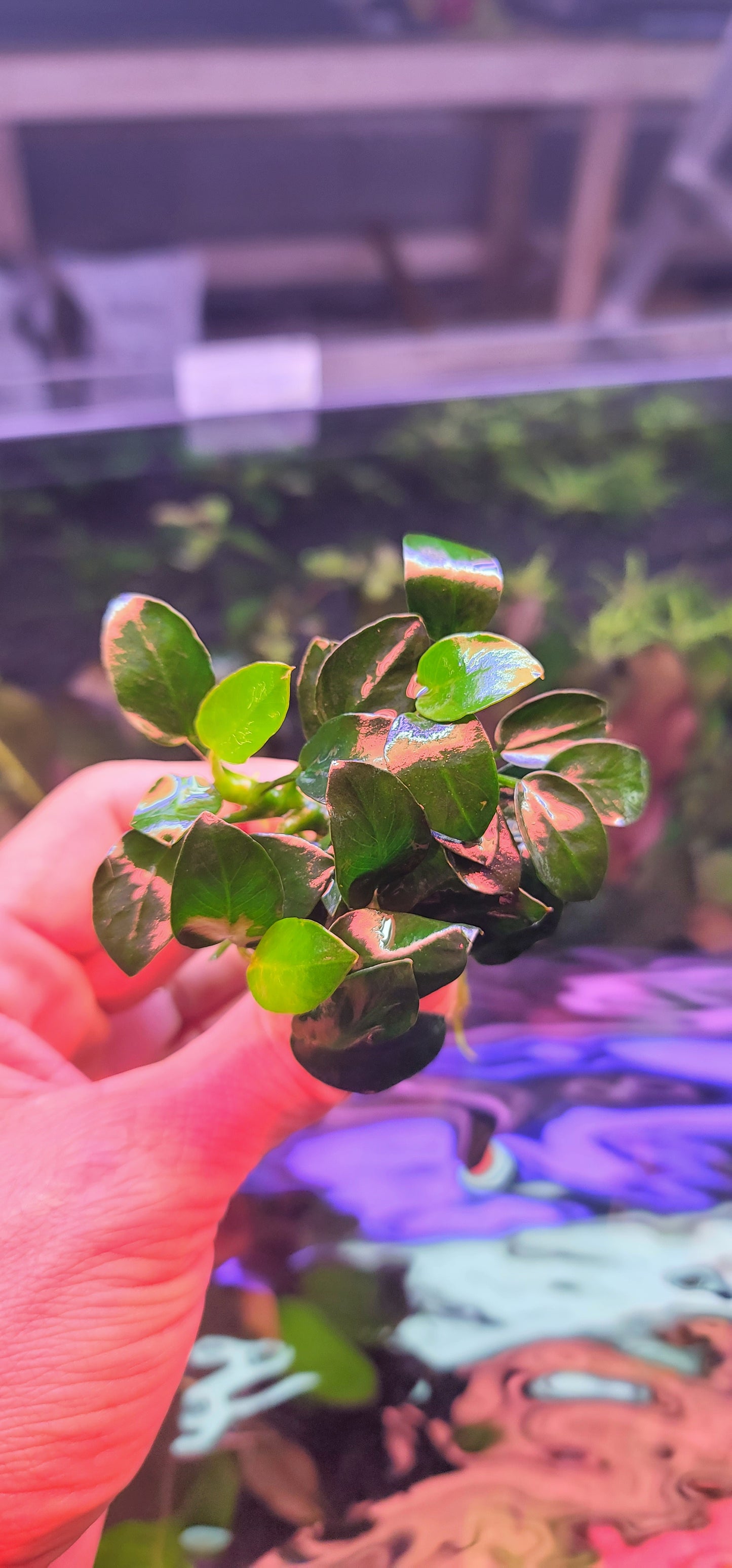 Anubias barteri var nana bonsai