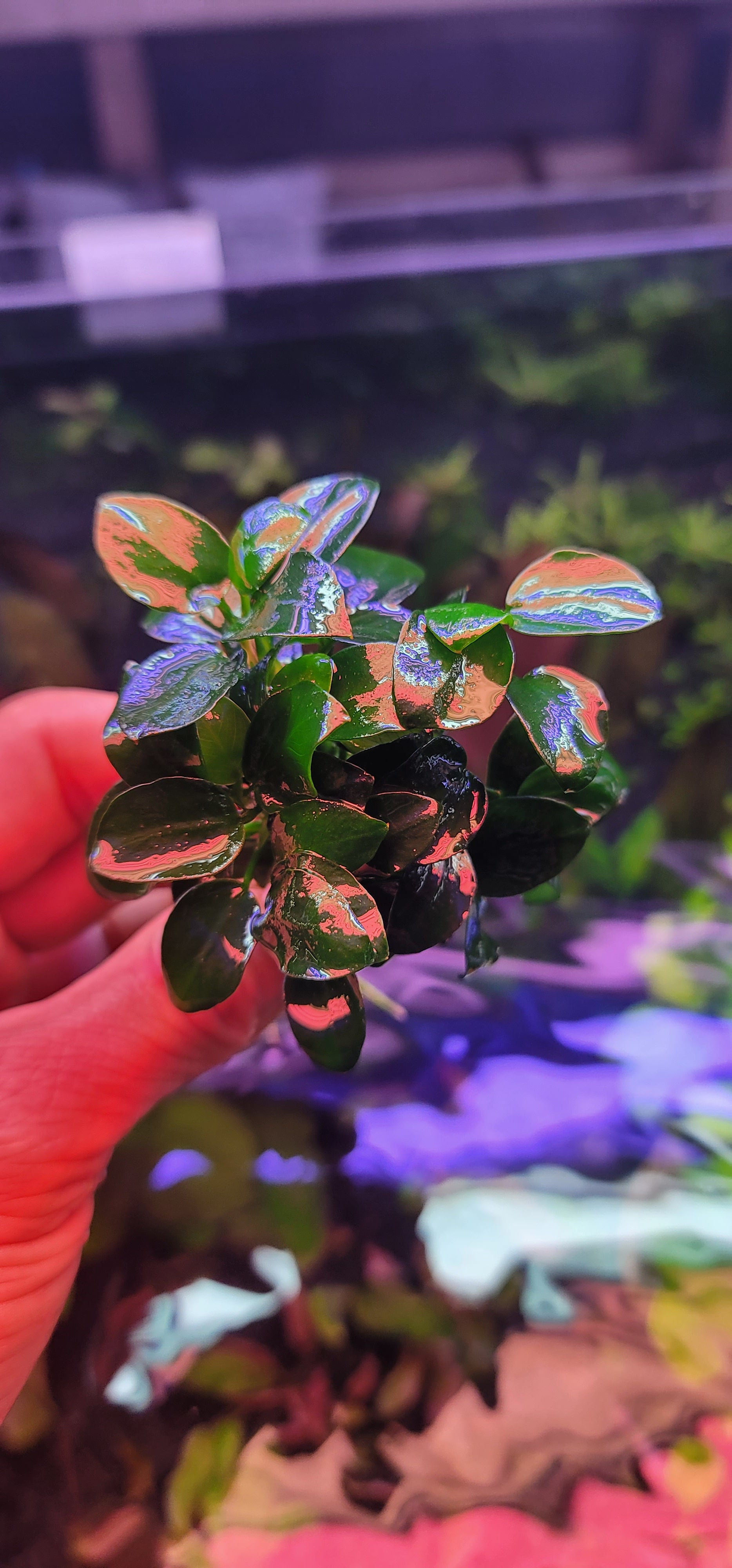 Anubias barteri var nana petite Potted – S21 Aquatics LLC