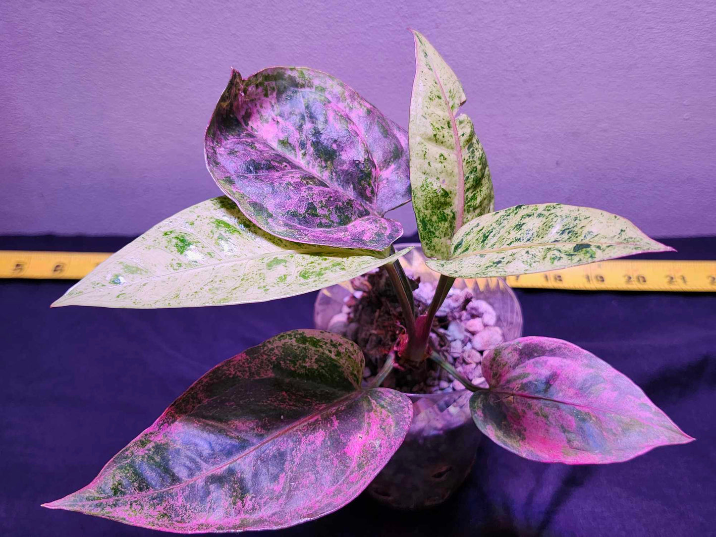 Anthurium Paramruay Pink Cilantro