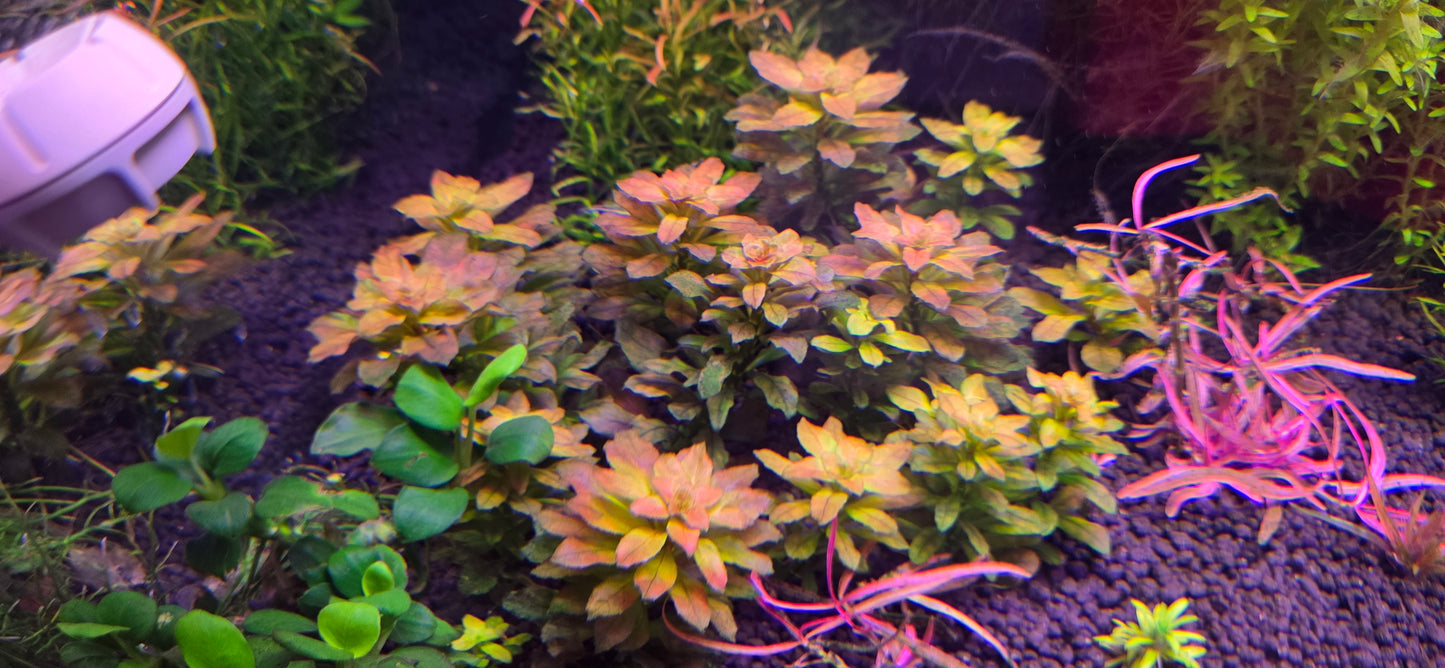 LUDWIGIA SPHAEROCARPA MINI