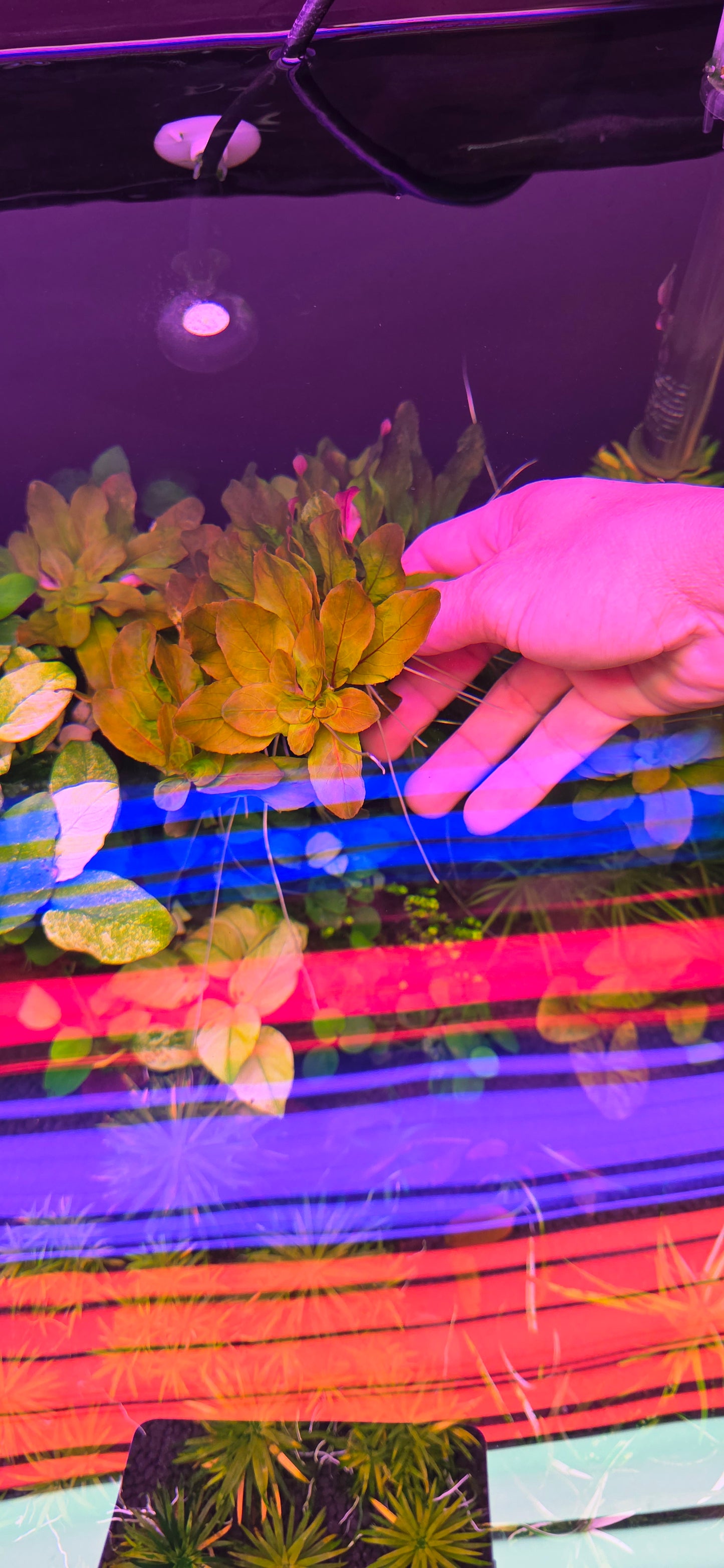 Ludwigia Sphaerocarpa