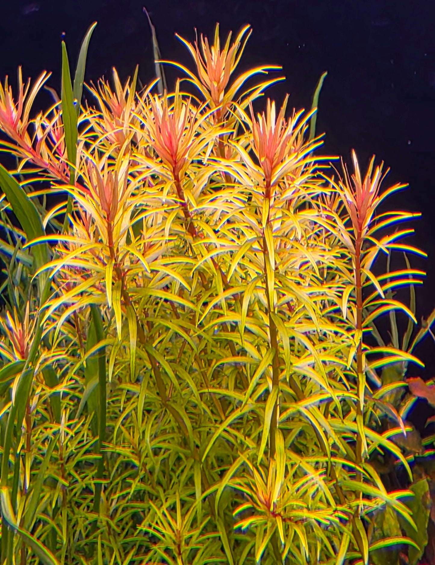 Rotala Mexicana Araguaia
