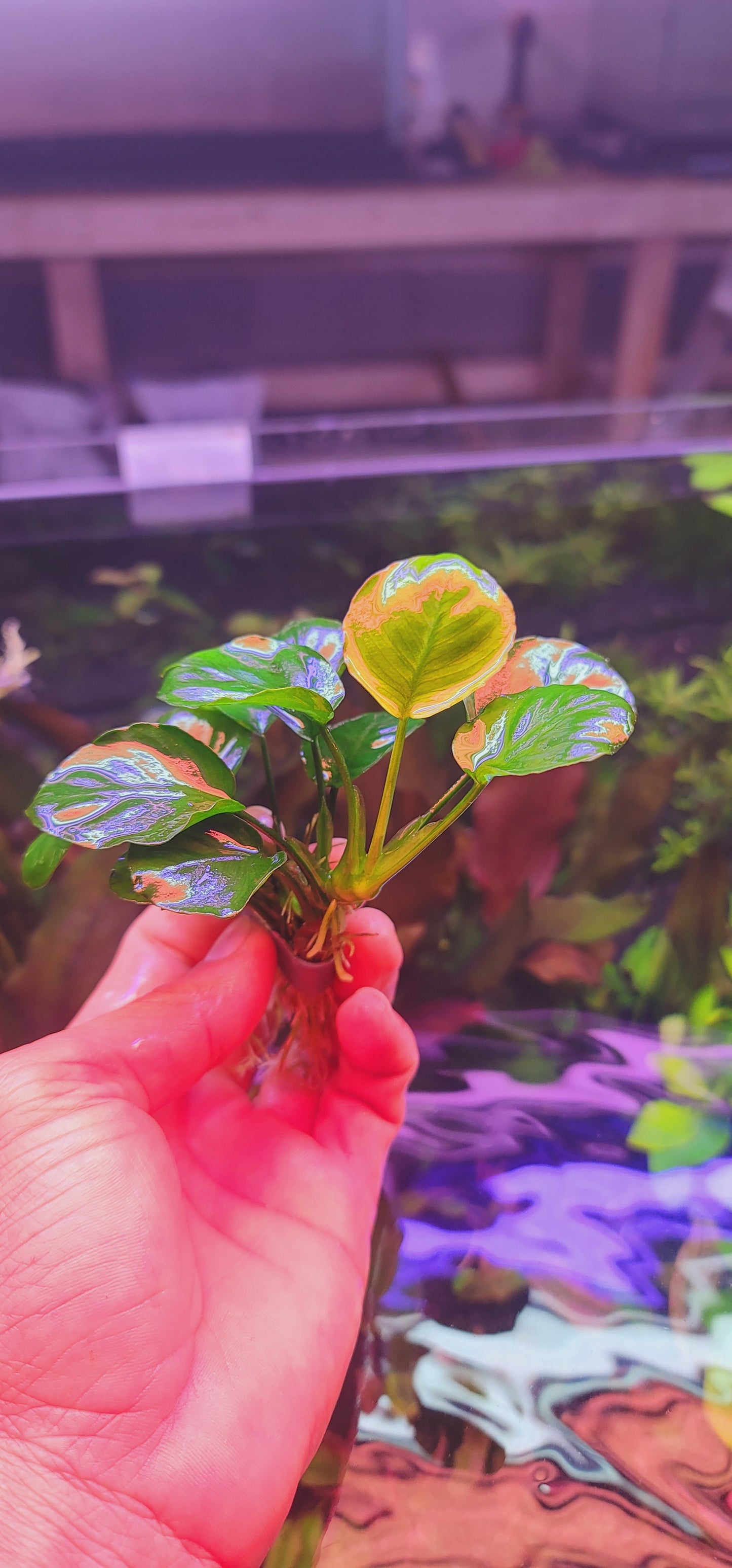Anubias Golden Coin